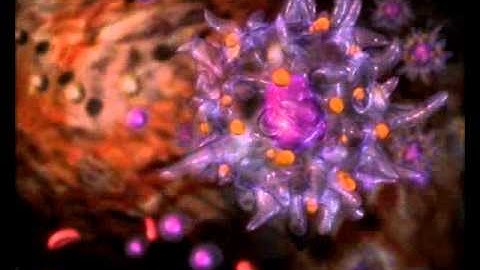 MBL International Corporation - MHC Tetramers and antigen-specific T cell receptors