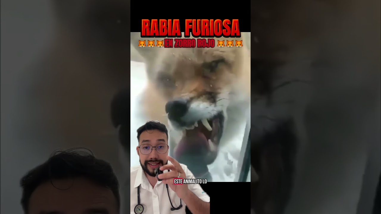 Animales con RABIA REALES 