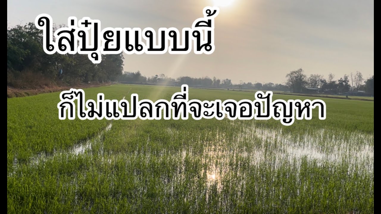 ปุ๋ยตัวหน้าใส่รอบแรก