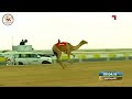 الشوط 4 الخنجر الفضي للقعدان العمانيات مرابط لـ حمد راشد حمد بن غدير الكتبي 12 05 89