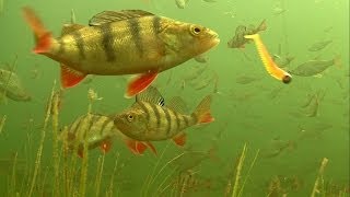 Must see: rare footage of perch attack soft fishing lures underwater. screenshot 5