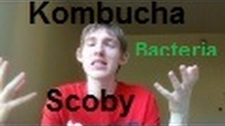 I Adopted A Scoby -Brewing Kombucha Part One