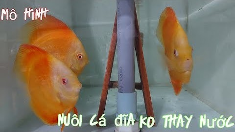 mô hình nuôi cá đĩa không thay nước