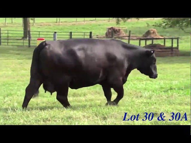 Boyd Beef Cattle Lot 30 and 30A