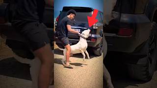 🚨¿ILEGAL tener un DOGO sin esto?….  #dogoargentino