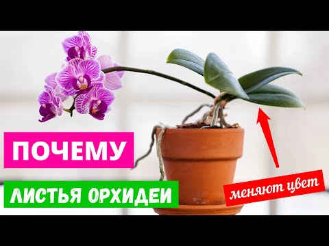 Почему листья орхидеи меняют цвет – основные причины