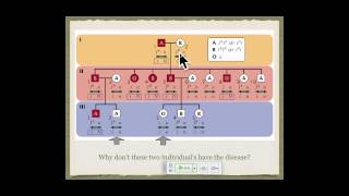 Genetics A Conceptual Approach: Chapter 7 pt 2