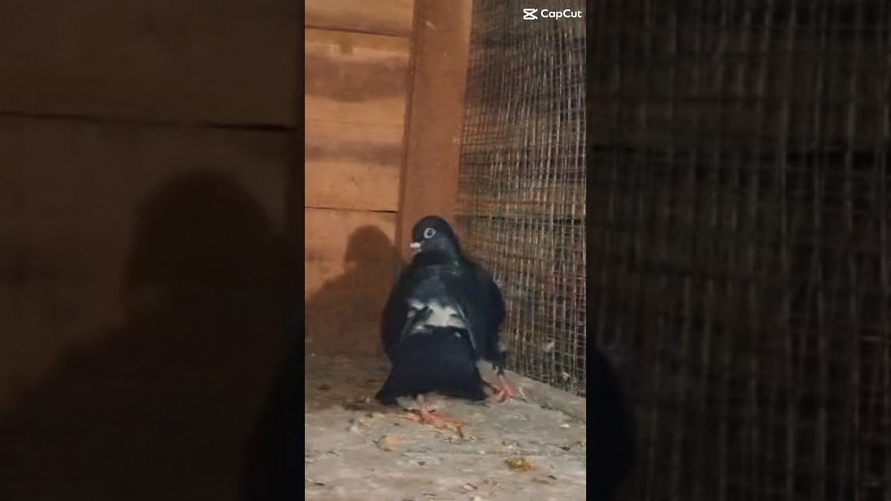 3 breeding pair Parava sale Place  malappuram Tottel rate 1500 Transportation available 97466 39350