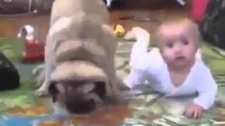 Смешное видео Малыш и собака Драка за печеньку Смешное видео Малыш и собака Драка за печеньку