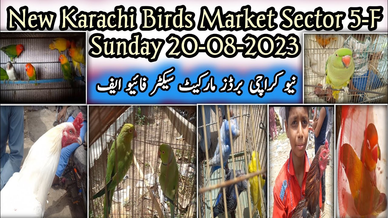 New Karachi Birds Market Sector 5F Sunday 20082023Sunday Birds