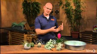 Tillandsias |Merrideth Jiles |Central Texas Gardener
