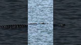 Alligator 🐊 comes for a visit #boatlife #boatadventure #fishing