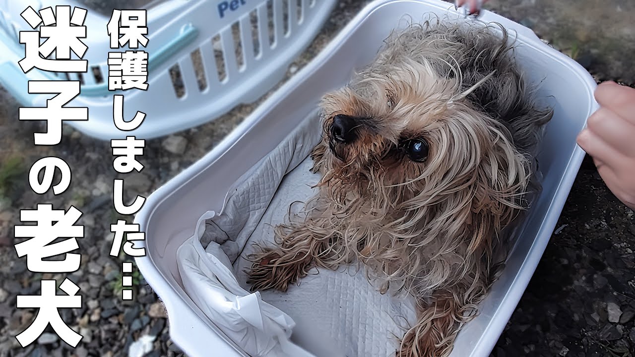 レア リリパットレーン 迷子の子犬 イギリス製 Lilliput Lane LITTLE