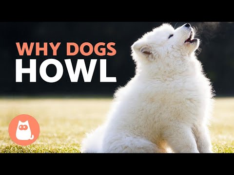Video: 10 Alasan Mengapa Anjing Howl