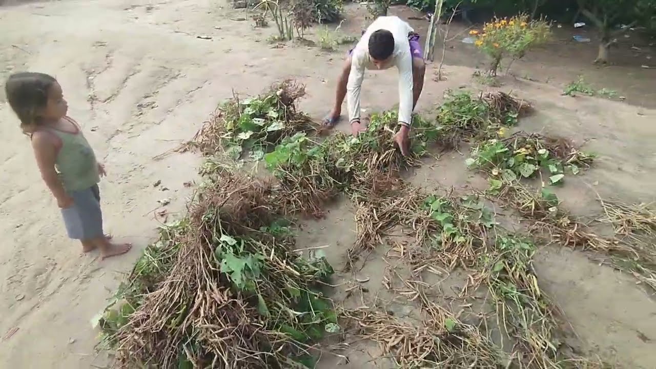 ARRANCANDO FEIJÃO NA ROÇA 
