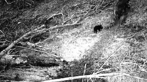 Texas piglets on trail camera at dawn or dusk