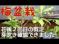 梅盆栽　花後２回目の剪定芽吹き確認できました！