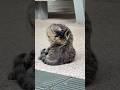 Neighbourhood Cat Grooming Calmly | Filmed with iPhone 16 Pro Max