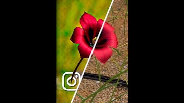 #sortsvideo Kinemaster line wipe transition before after PicsArt lr effect photo editing#mk_editz016