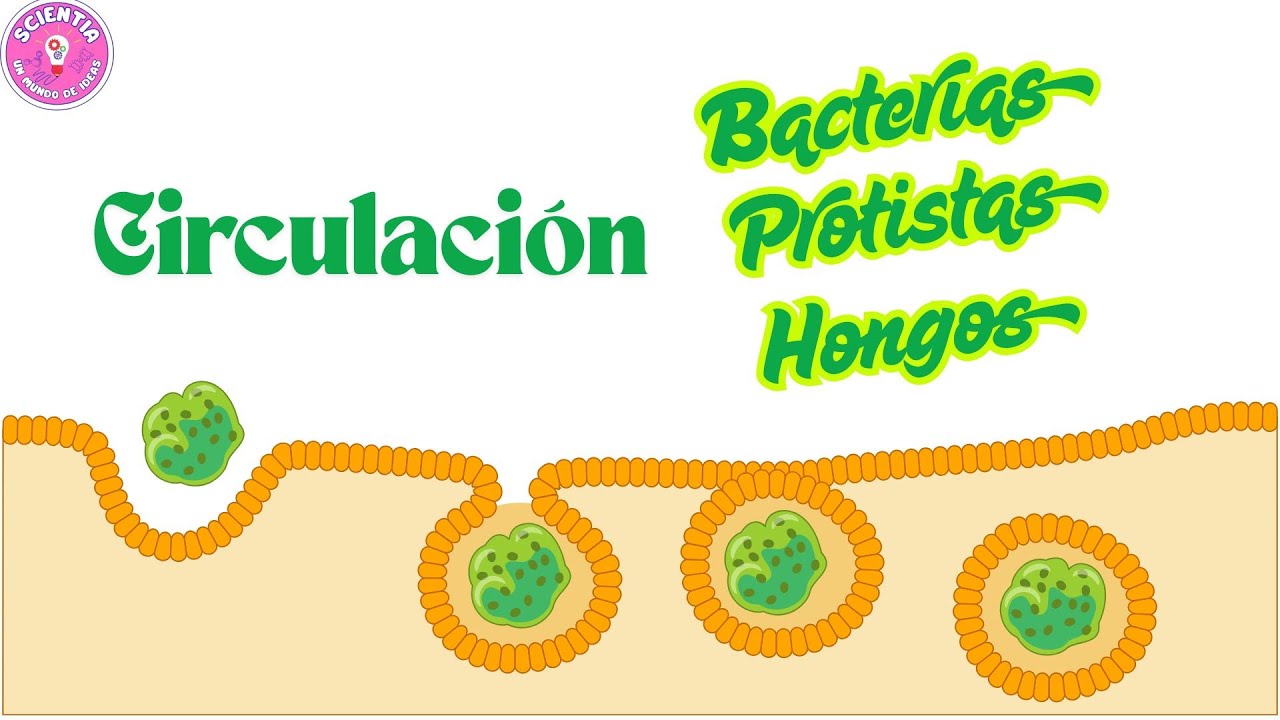 Circulación en bacterias, protistas y hongos