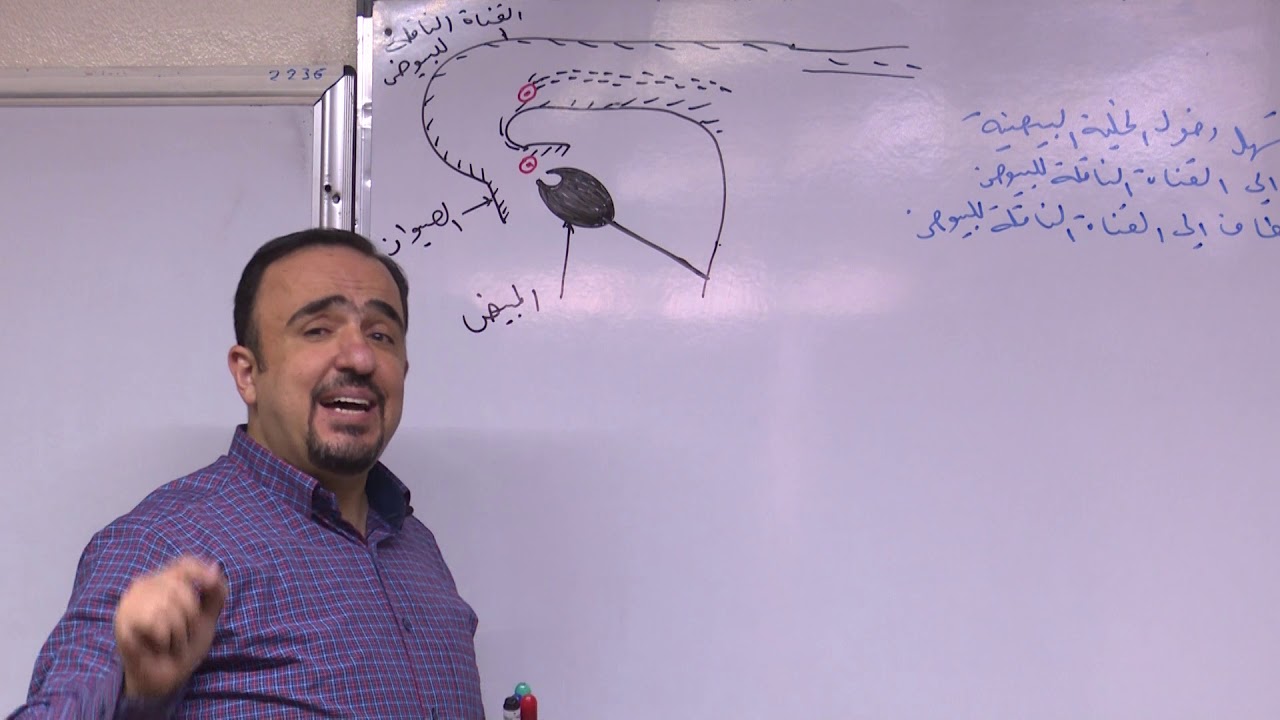 التنامي الجنيني (الإلقاح)