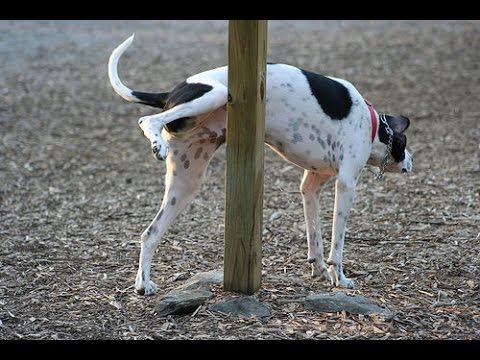 Видео: Почему маленькие собаки поднимают ноги выше, чтобы пописать?
