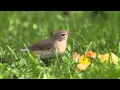 Gartengrasmücke Garden Warbler Sylvia Borin