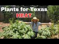 Plants that thrive in texas heat flowers and vegetables