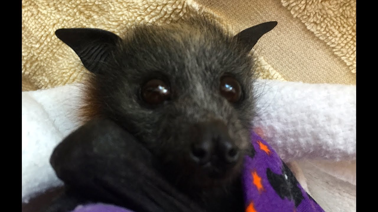 Baby bats being fed this is Tinker with a cameo appearance by Sass