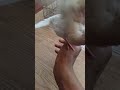 (Bezama mai)song Handtame tame firsttime on youtube #shorts #birds #love #youtube #song #dove