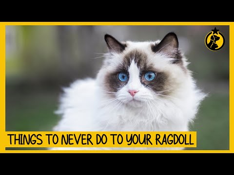 Video: Ragdoll-feiten, foto's en verzorgingstips voor katachtigen