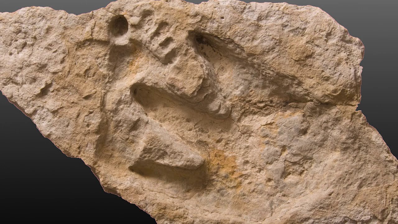 Frozen in Stone - A Dinosaur Stepped on a Human Footprint!