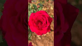 How Cute 🥰 Red Rose Flowers || Home Gardening | #flowers #youtubeshorts #trendingshorts #shorts