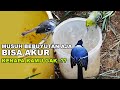 BURUNG-BURUNG  NOSTALGIA MASA KECIL YANG SUDAH HILANG DI DESAKU BERKUMPUL  DI SATU  AVIARY