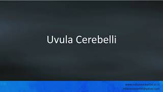 Pronunciation Of The Words Uvula Cerebelli.