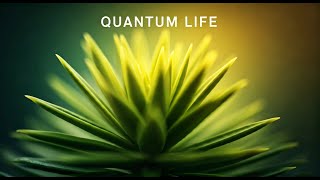 How Classical Simulations Are Revolutionizing Quantum Research