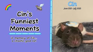 CIN’S FUNNIEST / BEST MOMENTS - in memory of a chaotic good rat