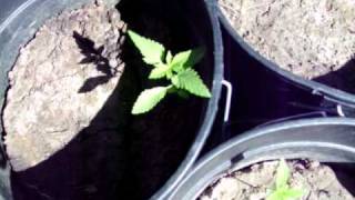 Blueberry x Durban WEED PLANTS 1 WEEK OLD! MEDICAL!