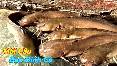 Câu Cá Ngát Sông Dần Xây Dính Cá Đã Tay | Gia Đình Cần Giờ .178 |