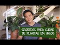 Segredos para CUIDAR de PLANTAS de interior em vasos.