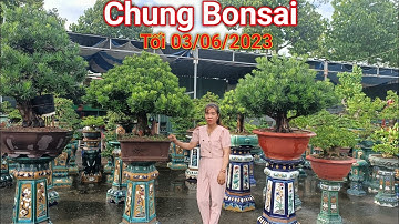Đã mắt ngắm nhìn dàn Bonsai tuyệt đẹp vườn Bé Chung ở Dĩ An Bình Dương