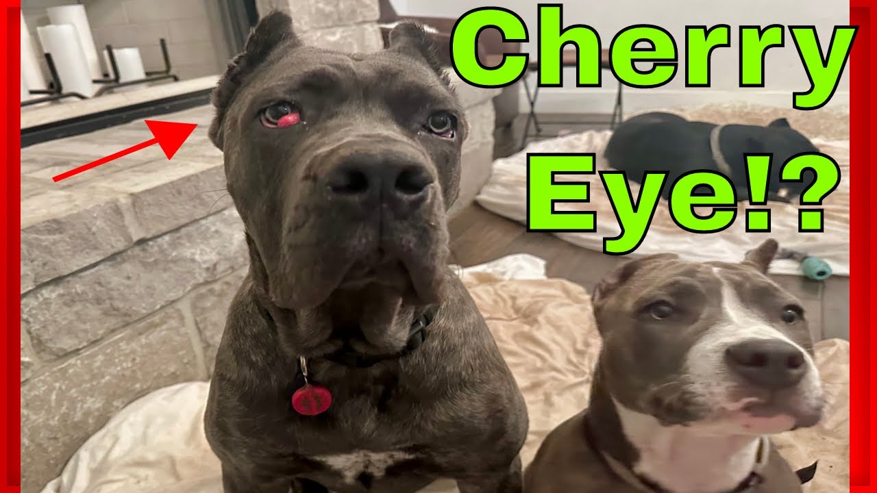 My CANE CORSO Puppy Has CHERRY EYE YouTube My CANE CORSO Puppy Has CHERRY EYE YouTube