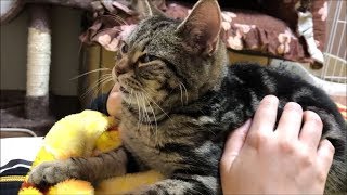 朝起きた瞬間に我慢できず妹に甘えまくる子猫ｗ