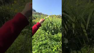 🐟 Hidden trap, big catch! #shorts  #FishingTrap #fishingvideo