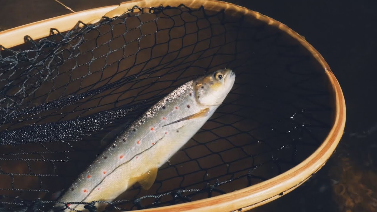 Pavasarinė upėtakių žūklė (Trout Fishing / Upėtakių Žvejyba)
