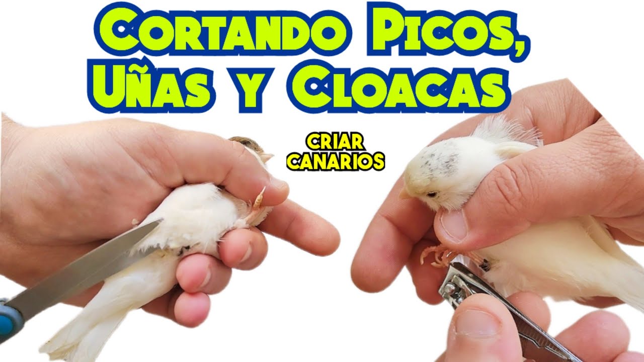 #7 CORTAMOS Picos, Uñas y Cloacas a las parejas de CANARIOS - YouTube