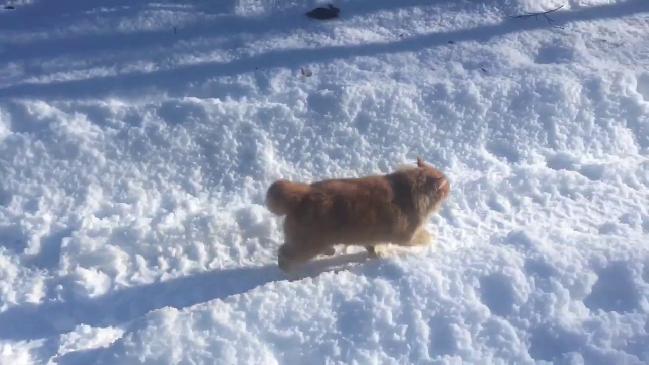 Cat Loves Snow 