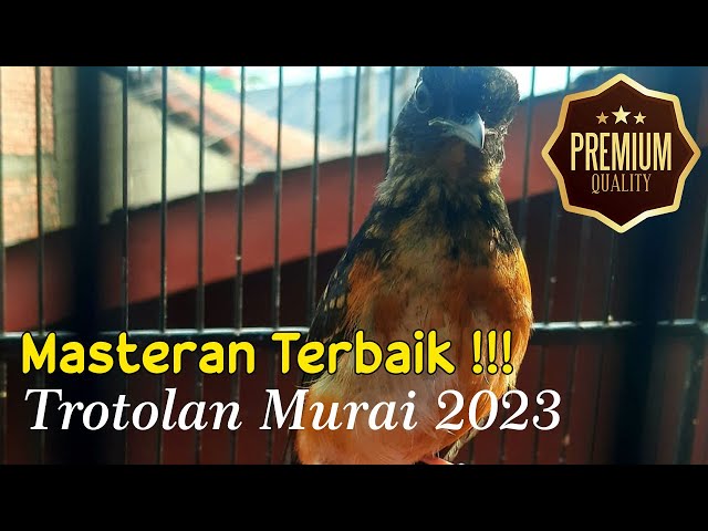 Masteran Trotol Murai Batu 2023- Materi Penelan Lawan !!! class=