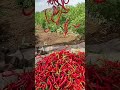 🌶️🌶️🌶️🌶️🌶️Red chillies fresh from Farm🌶️🌶️🌶️🌶️🌶️🌶️