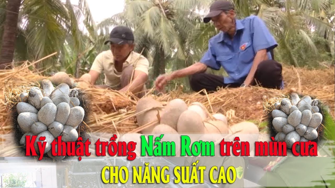 Kỹ thuật trồng nấm rơm trên mùn cưa cho năng suất cao